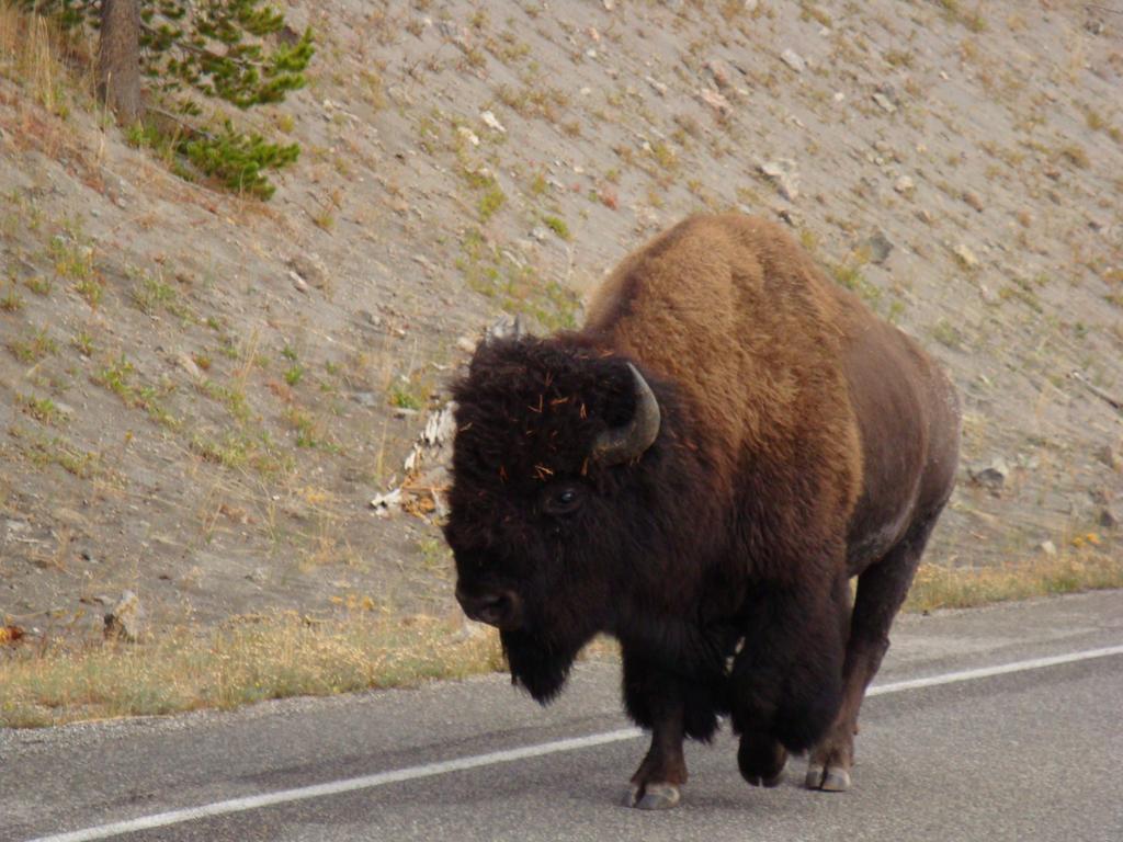 Yellowstone Wildlife Cabins 웨스트 엘로스톤 외부 사진